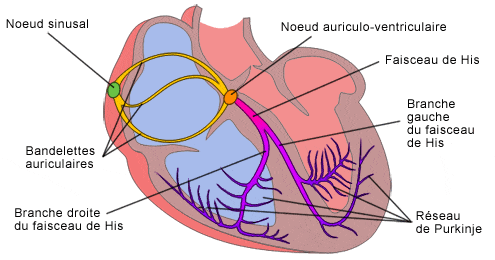 Système de conduction électrique du coeur